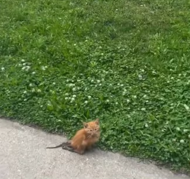 T0701023 Skin and bones… still holding on.