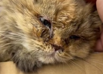 T0201008 He screamed until his voice almost disappeared.