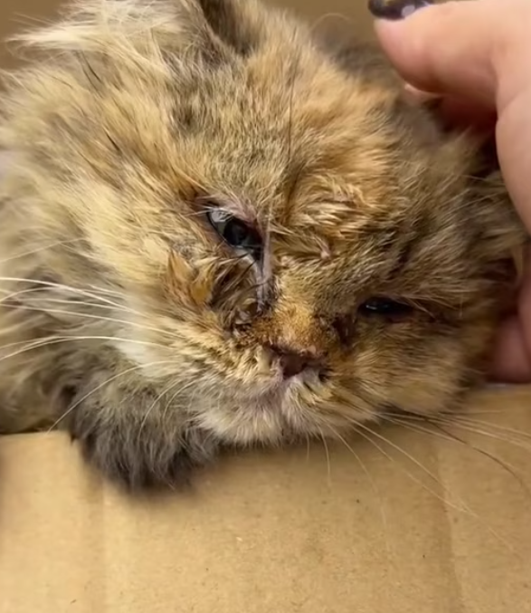 T0201008 He screamed until his voice almost disappeared.