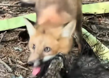 T0701026 Alone… and still walking.