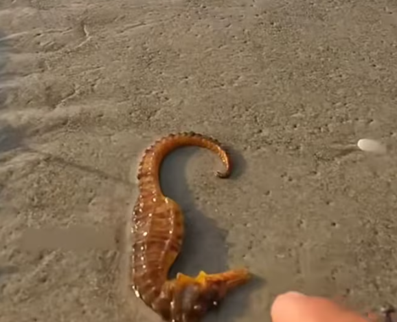 T0701027 Tired… but refusing to let go.