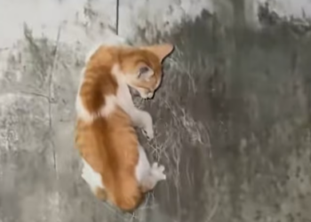 T0201009 Trapped in pain, begging the world to notice.