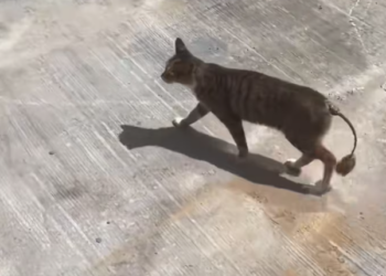 T0701029 Trapped in pain he never chose.