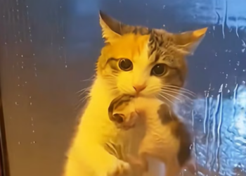 T0701030 Even broken… he still saved another life.