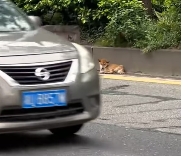 T0701035 Eyes full of fear, still searching for mercy.