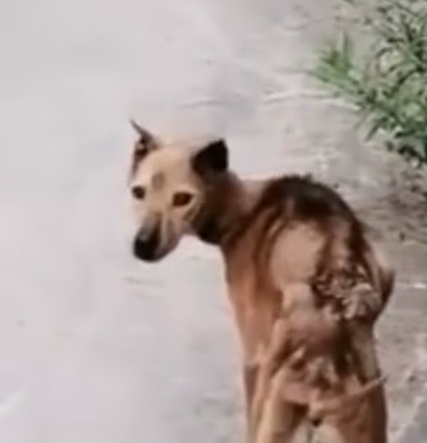 T0701037 Broken legs, unbroken spirit.