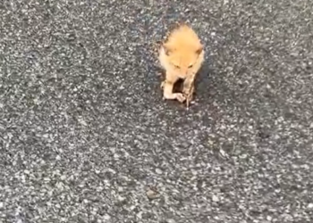 T0201010 No escape. Only fear and endless crying.