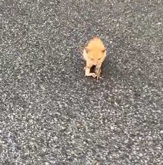 T0201010 No escape. Only fear and endless crying.