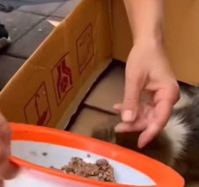 T0701045 Shaking, starving, still alive.