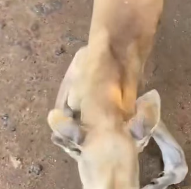 T0701047 He survived where many would not.