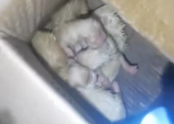 T0201011 Each scream was a fight to stay alive.