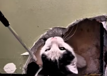 T0201002 Trapped, shaking, crying for a life that might slip away.