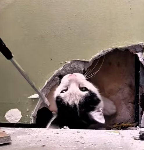 T0201002 Trapped, shaking, crying for a life that might slip away.