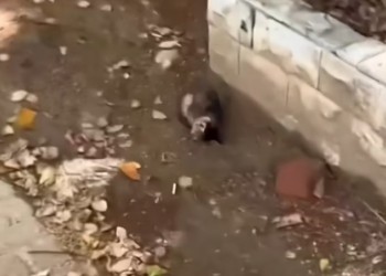 T1001001 Sometimes, all it takes is one gentle touch to save a fragile life.