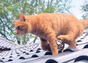 T1001002 One wrong step… and everything could be lost.