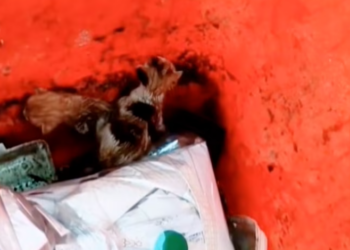 T1001003 Left behind, trembling together, hoping someone would notice.