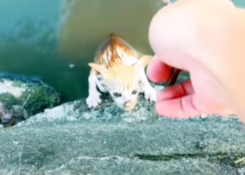 T1001005 Buried in dirt… but not forgotten.