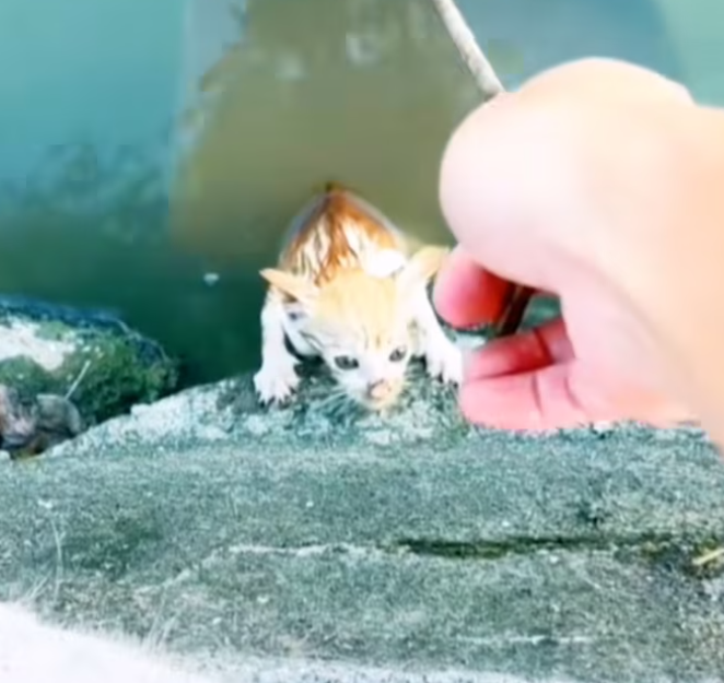 T1001005 Buried in dirt… but not forgotten.