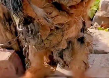 T1001006 Every step hurts, yet it keeps moving forward.