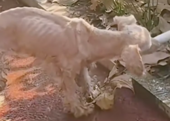 T1001007 Alone in the corner, waiting for kindness.