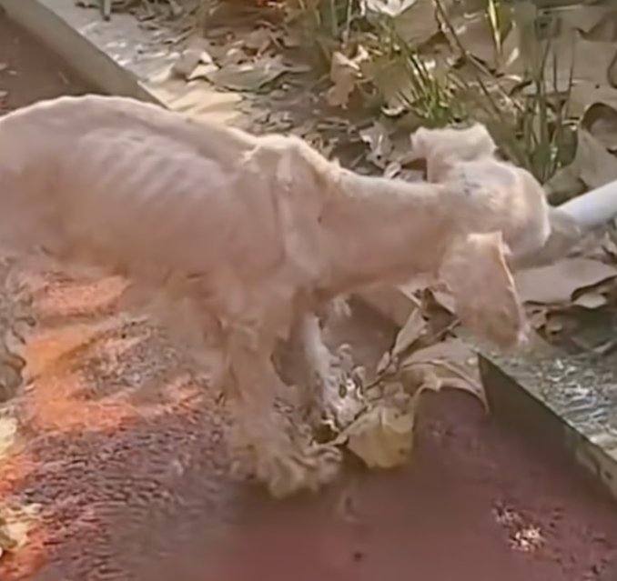 T1001007 Alone in the corner, waiting for kindness.