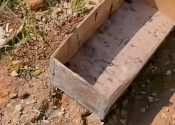 T1001008 Forgotten on the roadside, clinging to life.