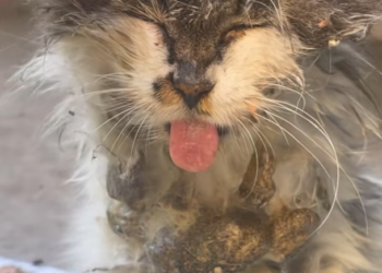 T0201012 Cold, injured, and crying for mercy.