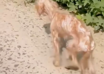 T1001009 Skin and bones… yet still hoping someone cares.