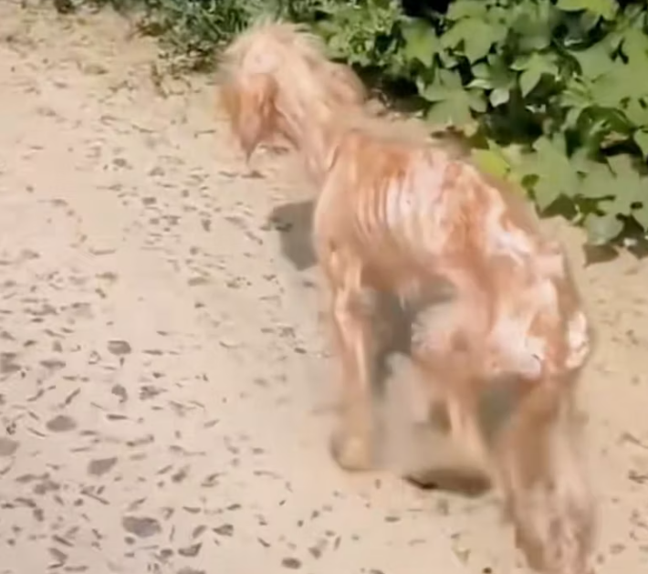 T1001009 Skin and bones… yet still hoping someone cares.