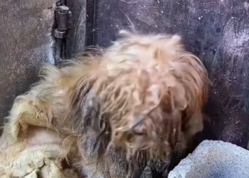 T1001010 Trapped between fear and hope, fighting to survive.