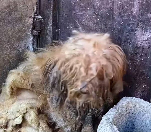 T1001010 Trapped between fear and hope, fighting to survive.