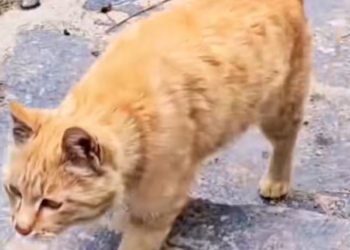 T1201001 He didn’t scream for attention… he cried because he didn’t want to die.