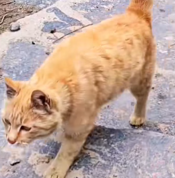 T1201001 He didn’t scream for attention… he cried because he didn’t want to die.