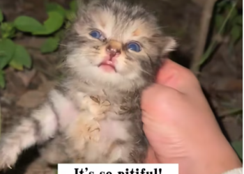 T1201002 Left behind, shaking, still hoping someone would notice.