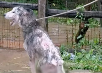 T1201004 Every weak movement was a fight to stay alive.