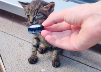 T1201005 Trapped, trembling, and running out of strength.