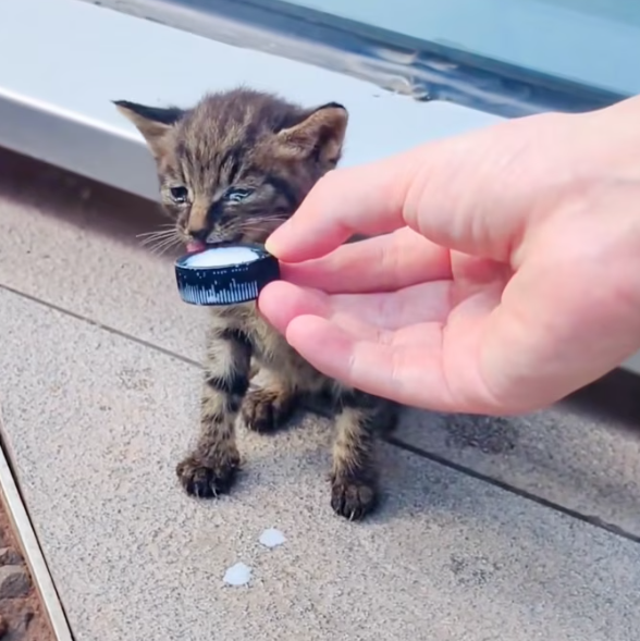 T1201005 Trapped, trembling, and running out of strength.