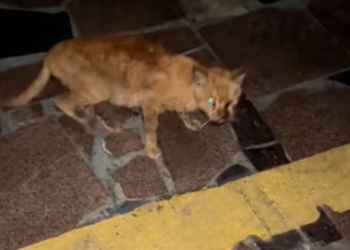 T1201006 His body was exhausted, but his will wasn’t gone yet.