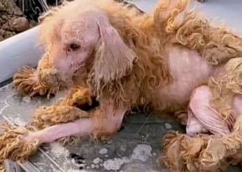 T1201007 Cold, pain, and silence were all he had left.