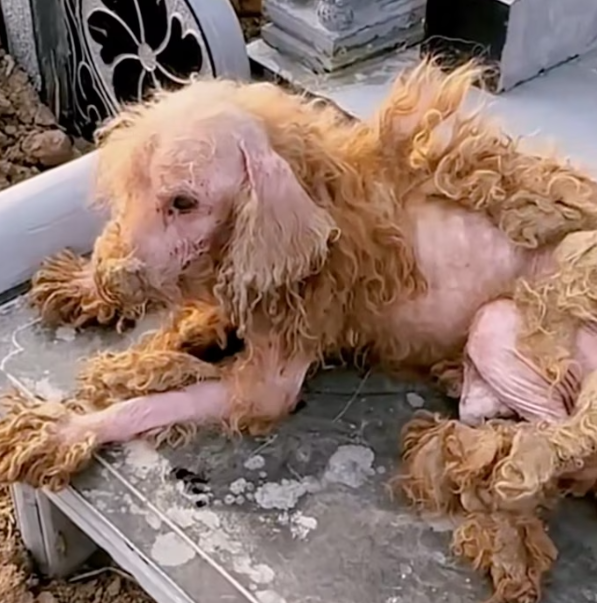 T1201007 Cold, pain, and silence were all he had left.