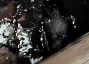 T1201008 He kept crawling, even when his body begged him to stop.