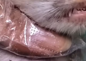 T0201013 His voice cracked, but he kept calling.