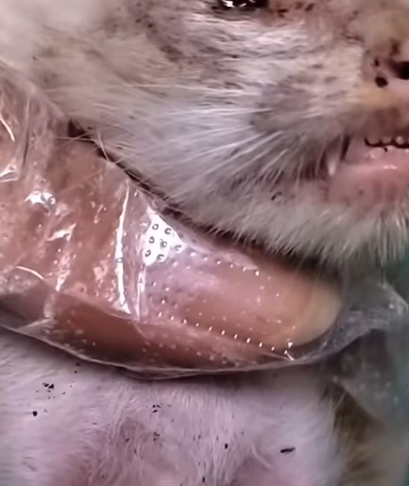 T0201013 His voice cracked, but he kept calling.