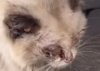 T0201001 His screams echoed, but no one answered.