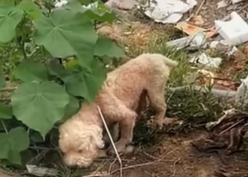 T1201009 Thrown away like nothing, yet still breathing.