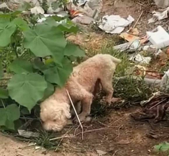 T1201009 Thrown away like nothing, yet still breathing.