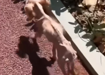 T1201010 Those eyes weren’t asking for food… they were asking for mercy.