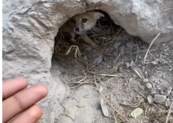 T1201012 Each cry was softer than the last.