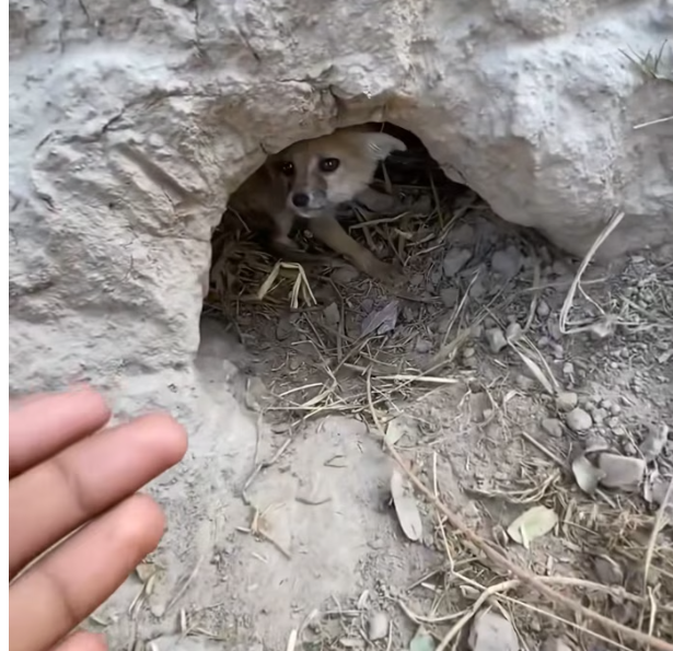 T1201012 Each cry was softer than the last.