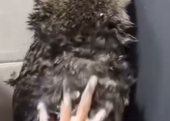 T1201013 Injured, terrified, and completely alone.